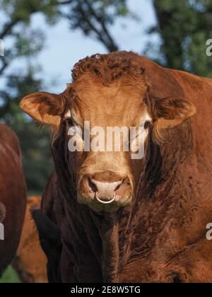 Un gros taureau de Red Poll avec un anneau à travers son nez. Banque D'Images