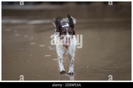 Springer Spaniel anglais sur la plage Banque D'Images