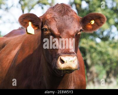 Un cliché de tête d'une vache de relève rouge dans un enclos. Banque D'Images