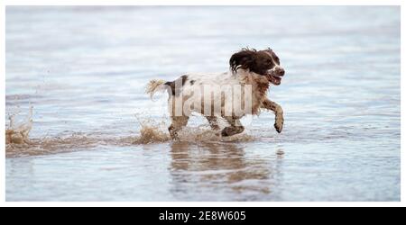 Springer Spaniel anglais sur la plage Banque D'Images