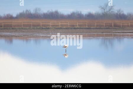 Un jeune grand flamants (Phoenicopterus roseus) se reflète sur un lac Banque D'Images