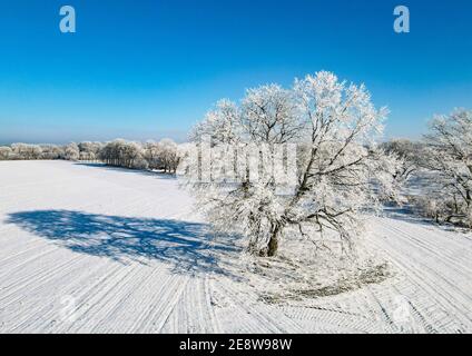 Sieversdorf, Allemagne. 31 janvier 2021. Les arbres et les buissons sont recouverts de givre (vue aérienne avec un drone). Credit: Patrick Pleul/dpa-Zentralbild/dpa/Alay Live News Banque D'Images