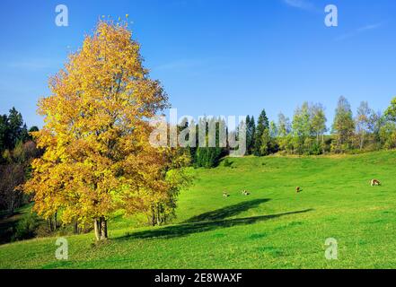 Slovaquie moutain, Hight Tatras, europe Voyage, natura, pur, automne, Banque D'Images