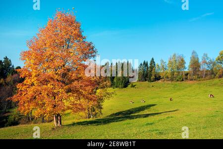 Slovaquie moutain, Hight Tatras, europe Voyage, natura, pur, automne, Banque D'Images