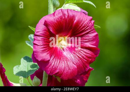 Alcea 'Burgundy Towers' (althaea rosea) une grande plante à fleurs communément connue sous le nom de Hollyhock avec une fleur rouge foncé au printemps et en été, Banque D'Images