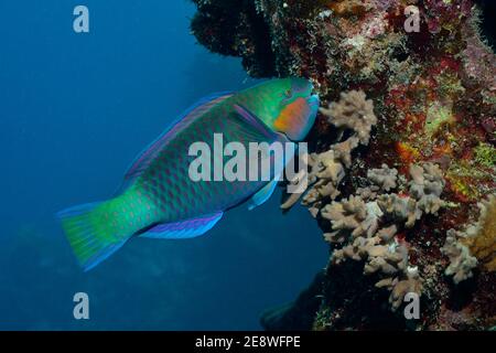 Chlorurus sordidus, Parrotfish à tête bulletée, Kugelkopf-Papageifisch, phase terminale, homme, Utopia Beach, Mer Rouge, Egypte, Rotes Meer, Ägitten Banque D'Images