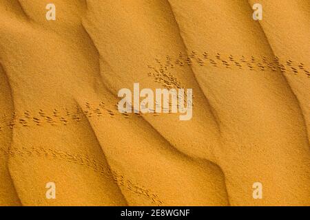 Empreintes de pas sur les dunes de Wahiba désert, Sultanat d'Oman. Banque D'Images