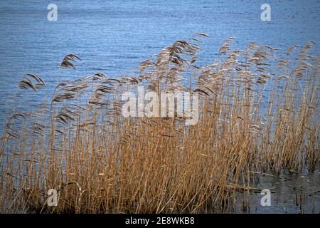 Des roseaux d'or soufflant dans le vent à côté d'un lac dans la réserve naturelle Far ings, North Lincolnshire, Angleterre Banque D'Images