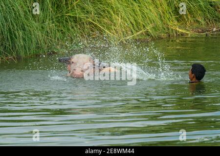 Loppburi, Thaïlande - janvier 2019: Un garçon rural est en baignade de buffle dans le marais dans la campagne de Loppburi, Thaïlande Banque D'Images