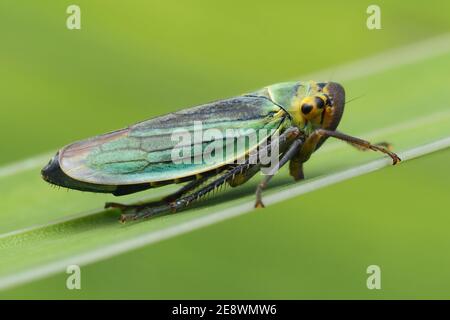 Trémie verte (Cicadella viridis) perchée sur une lame d'herbe. Tipperary, Irlande Banque D'Images