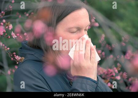 Les femmes éternuantes devant un cerisier fleuri dans le concept d'allergie printanière, foyer sélectif Banque D'Images