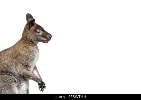 Portrait de kangourou masculin isolé sur fond blanc. Grand kangourou, vue latérale. Le kangourou se prépare à sauter. Animaux de zoo. Bannière avec cop Banque D'Images