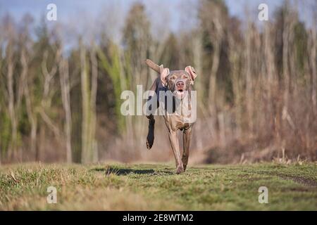 Oban le Weimaraner Banque D'Images