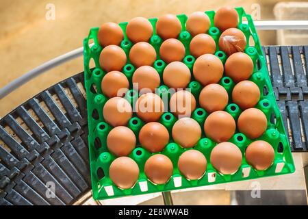 Tapis roulant transportant une caisse avec des œufs frais sur un ferme de poulet biologique Banque D'Images