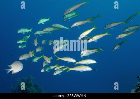 Mulloidichthys vanicolensis, poisson-chèvre à nageoires jaunes, Gelbschwanz-Meerbarbe, Plage d'Utopia, Mer Rouge, Egypte, Rotes Meer, Ägitten Banque D'Images