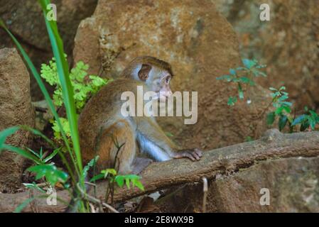 Jeune Toque macaque, macaca sinica, singe ceylan du Sri Lanka. Assis dans un arbre dans la forêt tropicale Banque D'Images