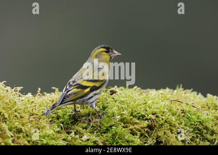 Siskin eurasien ( Spinus spinus ), oiseau mâle en robe de reproduction, assis sur le sol en mousse verte, faune, Europe.