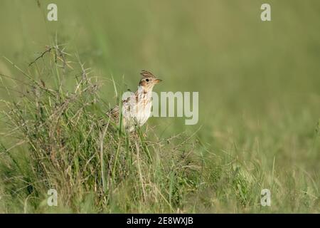 Skylark / Feldlerche ( Alauda arvensis ) perchée dans une haute herbe d'un pré vert, faune, Allemagne. Banque D'Images