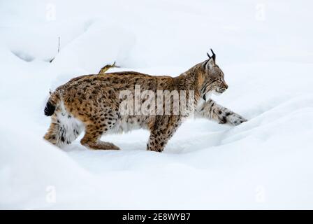 Lynx eurasien - Lynx lynx, portrait de beau chat timide des forêts européennes, Suisse. Banque D'Images