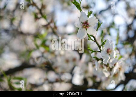 Amandiers - le verger d'amande en fleur, Malaga, Espagne, amandiers fleuris un jour ensoleillé, ciel bleu et nuages blancs Banque D'Images