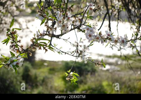 Amandiers - le verger d'amande en fleur, Malaga, Espagne, amandiers fleuris un jour ensoleillé, ciel bleu et nuages blancs Banque D'Images