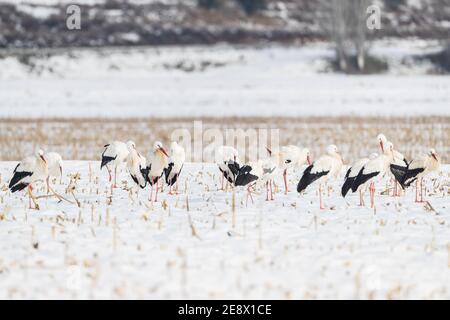 Ciconie blanche (Ciconia ciconia) dans la neige après la tempête Filomena. PLA d'Urgell, Lleida, Catalogne, Espagne Banque D'Images