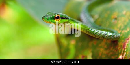 Portrait panoramique du serpent vert arboricole (Oxybeis Fulgidus), parc national de Tortuguero, Costa Rica. Banque D'Images