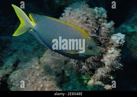 Siganus stellatus, spinefoot à pois bruns, Tüpfel-Kaninchenfisch, Plage d'Utopia, Mer Rouge, Egypte, Rotes Meer, Ägitten Banque D'Images