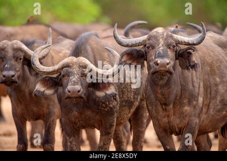 Un grand troupeau de caffer de Cape Buffalo Syncerus dans le parc national de Mana pools au Zimbabwe. Banque D'Images