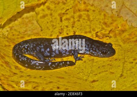 Gros plan sur la salamandre à pois bleus Ambystoma Laterale Banque D'Images