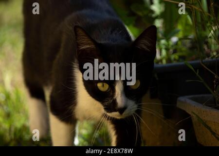 Chasse au chaton dans le jardin Banque D'Images