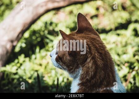 Chat dans le jardin Banque D'Images