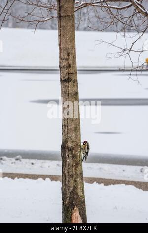 Un pic de bois poilu chasse les insectes à l'intérieur d'un arbre par une journée enneigée. Banque D'Images