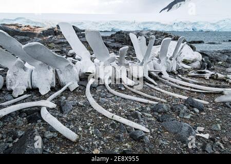 OS de baleine à Jougla point, Antarctique Banque D'Images