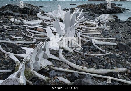 OS de baleine à Jougla point, Antarctique Banque D'Images