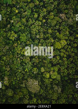 Amazone Rainforest, Pastaza, Equateur Banque D'Images