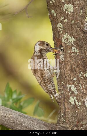 Arizona Woodpecker femelle nourrissant nichée, Picoides arizonae, dans un chêne. Banque D'Images