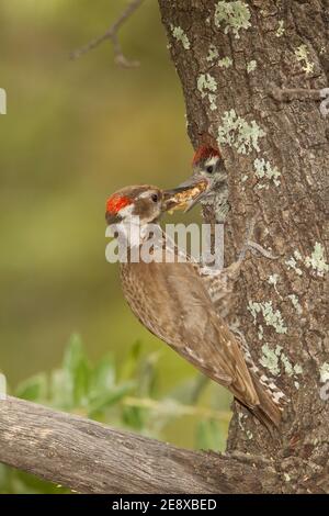 Arizona Woodpecker mâle se nourrissant nichant, Picoides arizonae, dans un chêne. Banque D'Images