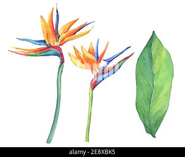 Ensemble de fleurs tropicales Strelitzia reginae. Aquarelle dessinée à la main sur fond blanc. Banque D'Images