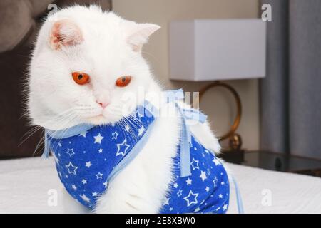 Chat britannique à poil court blanc de récupération avec des yeux orange vif portant un bandage protecteur après une chirurgie abdominale. Chat blanc affreux. Banque D'Images