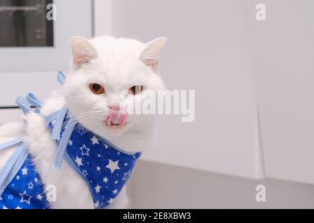 En colère blessé en rétablissement blanc à poil court puré chat britannique avec des yeux orange vif avec la langue dehors port de bandage après la chirurgie abdominale Banque D'Images