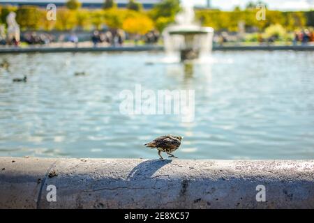 A l'Étourneau sansonnet promenades le long de l'orée du Grand Bassin Rond fontaine au Jardin De Tuilieries Jardin sur une journée ensoleillée à Paris France Banque D'Images