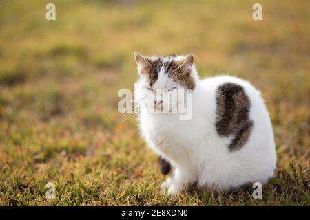 Joli chat tabby blanc tacheté assis sur l'herbe verte dans le jardin de printemps Banque D'Images