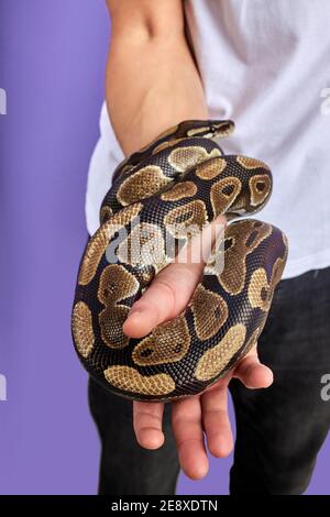 photo en gros plan de beau serpent dans les mains de l'homme, animaux exotiques dans les mains des gens, entraînés. Banque D'Images