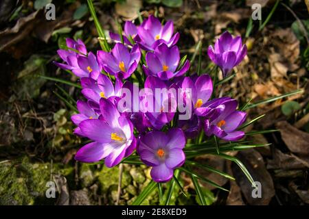 Des crocuses violettes de printemps lumineuses et délicates dans le jardin un matin ensoleillé. Les crocodiles botaniques de la forêt sont des fleurs sauvages. Éveil des plantes en nat Banque D'Images