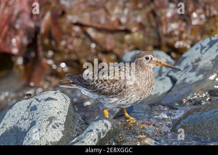 Poncer violet (Calidris maritima) dans la reproduction de plumage sur la côte rocheuse en été Banque D'Images