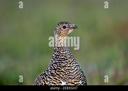 Lagopède islandais (Lagopus muta islandorum / Lagopus mutus) gros plan de la poule / femelle dans le plumage reproducteur en été, Islande Banque D'Images