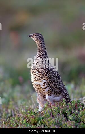 Ptarmigan islandais (Lagopus muta islandorum / Lagopus mutus) poule / femelle en âge de procréer sur la toundra en été, Islande Banque D'Images