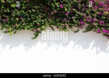 Fleurs roses avec des feuilles vertes fleurissent sur le mur blanc. Banque D'Images