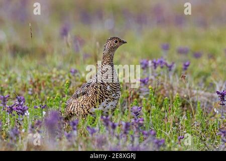 Ptarmigan islandais (Lagopus muta islandorum / Lagopus mutus) poule / femelle en âge de procréer sur la toundra en été, Islande Banque D'Images